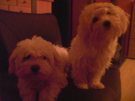 Malteser Hunde Foto 27909 in höherer Auflösung ansehen Malteser GINO & CIARA