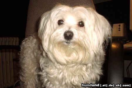 Malteser Hunde Foto 6655 Malteser Brav Bibi, nur ein bisschen mehr lächeln!