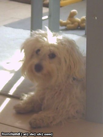 Malteser Hunde Foto 20349 in höherer Auflösung ansehen Malteser Wuschel