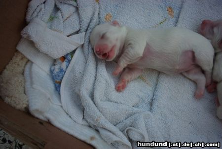 Malteser Hunde Foto 15043 in höherer Auflösung ansehen Malteser Beim Zitze-Nuckeln eingeschlafen! Träum schön!