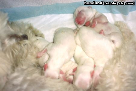 Malteser Hunde Foto 15042 in höherer Auflösung ansehen Malteser Bibi's Kleine sind satt und seeeeehr müde!