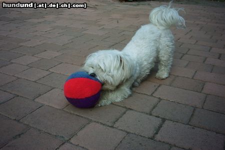 Malteser Hunde Foto 6657 Malteser Bibi:das ist mein Ball!