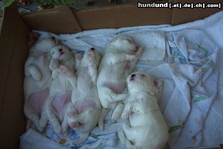 Malteser Hunde Foto 15044 in höherer Auflösung ansehen Malteser Bibi's Kleine: ZZZZZZZZ!