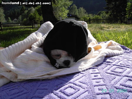 Malteser Hunde Foto 24235 in höherer Auflösung ansehen Malteser Sofi, gott sei dank für das Schwimmbad wo ich mit darf!!!