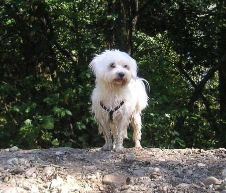 Malteser Hunde Foto 34725 in höherer Auflösung ansehen Malteser Prince Jimmy