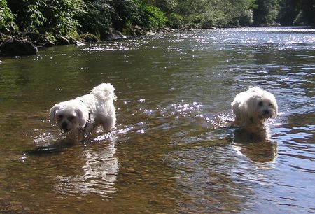 Malteser Hunde Foto 34724 in höherer Auflösung ansehen Malteser Tobi & Jimmy im kühlen Nass