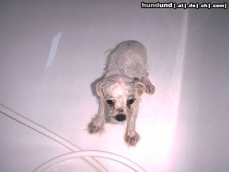 Malteser Hunde Foto 5654 Malteser Ich hasse die Badewanne