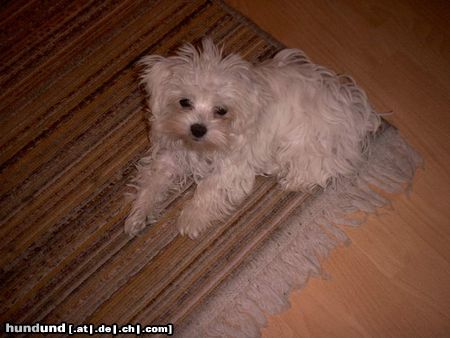 Malteser Hunde Foto 5656 Malteser Da bin ich schon 17 Wochen alt