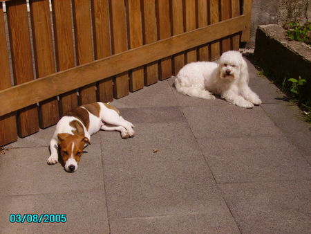 Malteser Hunde Foto 36056 in höherer Auflösung ansehen Malteser Charly (weiß) mit Freundin
