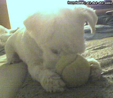 Malteser Hunde Foto 18571 in höherer Auflösung ansehen Malteser spielen mit dem ball ist tollich