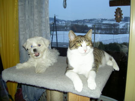 Malteser Hunde Foto 27246 in höherer Auflösung ansehen Malteser Shiva (11 Wo.) langweilt sich mit Kater Samy (1,5 Jahre)
