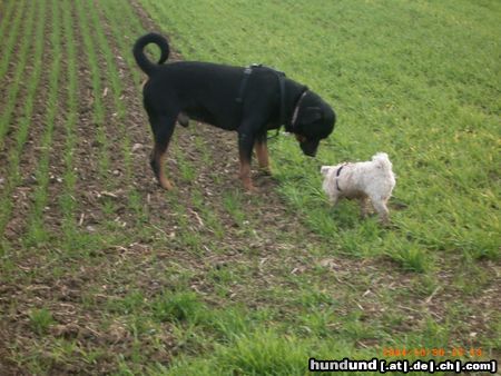 Malteser Hunde Foto 18869 in höherer Auflösung ansehen Malteser Spike und Kim