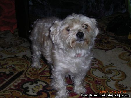 Malteser Hunde Foto 18870 in höherer Auflösung ansehen Malteser