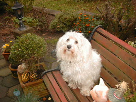 Malteser Hunde Foto 43031 in höherer Auflösung ansehen Malteser Lucky