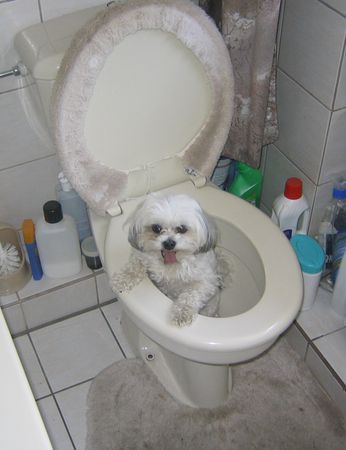 Malteser Hunde Foto 31059 in höherer Auflösung ansehen Malteser Wollte ein Vogel fangen und bin in die Toilette gefallen.Snupy