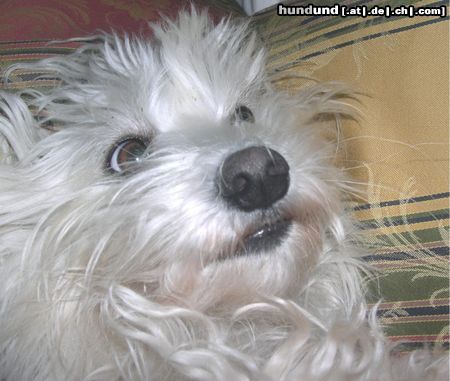 Malteser Hunde Foto 20159 Malteser Tania