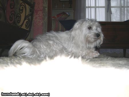 Malteser Hunde Foto 20154 in höherer Auflösung ansehen Malteser Tania