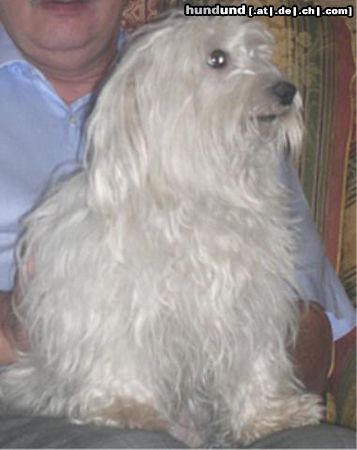 Malteser Hunde Foto 20151 in höherer Auflösung ansehen Malteser Tania