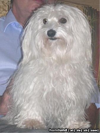 Malteser Hunde Foto 20152 in höherer Auflösung ansehen Malteser Tania