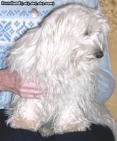 Malteser Hunde Foto 20158 in höherer Auflösung ansehen Malteser Tania