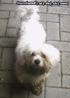 Malteser Hunde Foto 12005 Malteser Tobi ganz dreckig