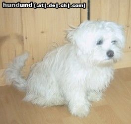 Malteser Hunde Foto 12004 Malteser Tobi