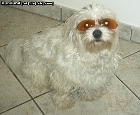 Malteser Hunde Foto 15954 Malteser Tobi mit Sonnenbrille