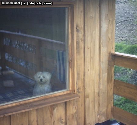 Malteser Hunde Foto 12391 Malteser Tobi schaut vom Fenster raus