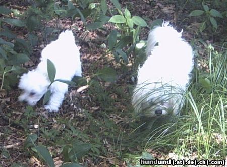 Malteser Hunde Foto 22041 Malteser Tobi und Jimmy auf Entdeckungsreise im Wald