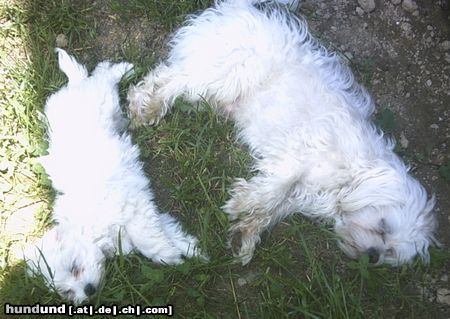 Malteser Hunde Foto 22042 Malteser Tobi und Jimmy ganz erschöpft