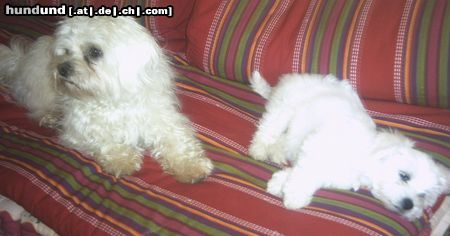 Malteser Hunde Foto 22051 Malteser Tobi & Jimmy