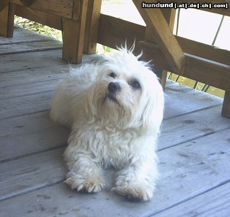 Malteser Hunde Foto 22052 in höherer Auflösung ansehen Malteser Tobi bei der Fischerhütte
