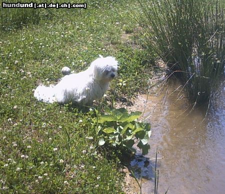Malteser Hunde Foto 22053 in höherer Auflösung ansehen Malteser Tobi beim Teich