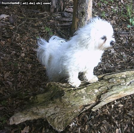 Malteser Hunde Foto 22054 in höherer Auflösung ansehen Malteser Tobi im Wald