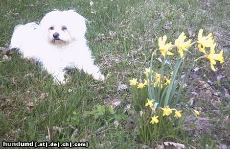 Malteser Hunde Foto 22055 in höherer Auflösung ansehen Malteser mein Tobi
