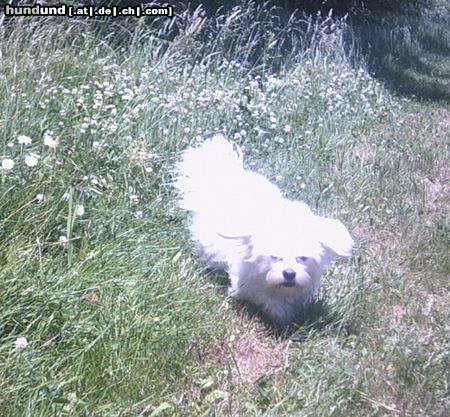 Malteser Hunde Foto 22056 in höherer Auflösung ansehen Malteser Tobi läuft in der Wiese