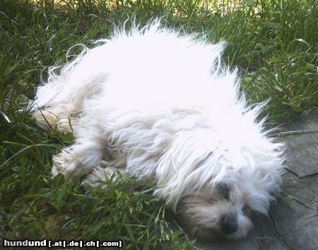 Malteser Hunde Foto 22057 in höherer Auflösung ansehen Malteser Tobi ganz erschöpft