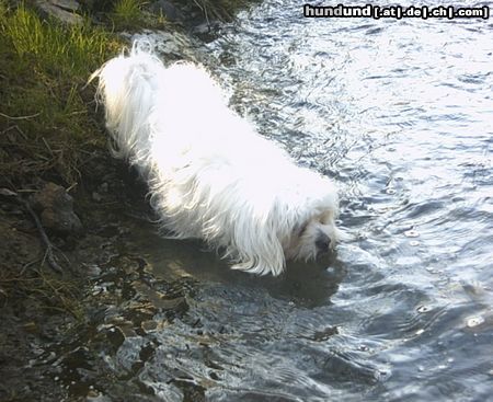 Malteser Hunde Foto 22058 in höherer Auflösung ansehen Malteser Tobi im Wasser beim Bach