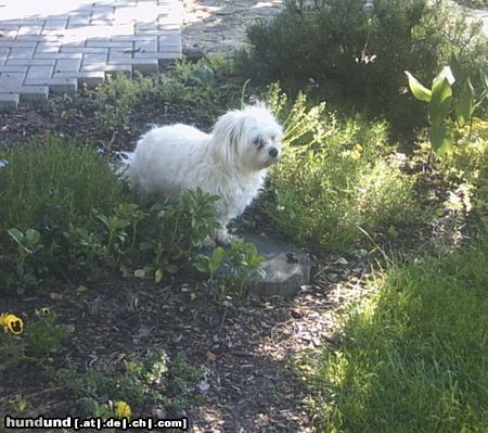 Malteser Hunde Foto 22059 in höherer Auflösung ansehen Malteser Tobi bei uns im Garten