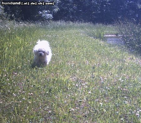 Malteser Hunde Foto 22060 in höherer Auflösung ansehen Malteser Tobi bei unserem Teich