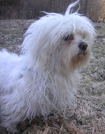 Malteser Hunde Foto 34728 in höherer Auflösung ansehen Malteser King Tobi