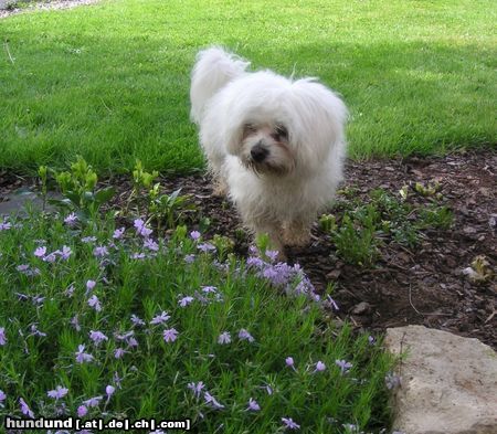 Malteser Hunde Foto 22062 in höherer Auflösung ansehen Malteser Tobi im Garten