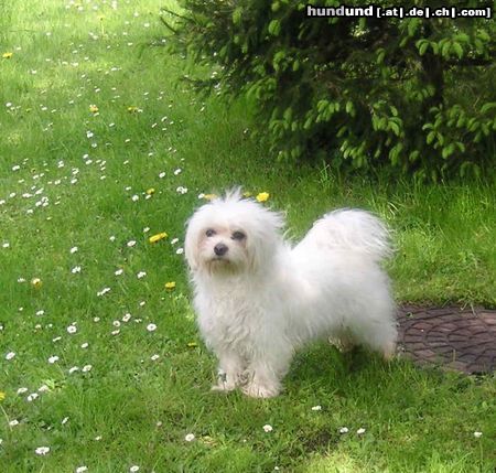 Malteser Hunde Foto 22063 in höherer Auflösung ansehen Malteser Tobi im Garten