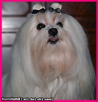 Malteser Hunde Foto 20800 in höherer Auflösung ansehen Malteser E.T.s Moonwalker Li-La-Launebär VDH/FCI