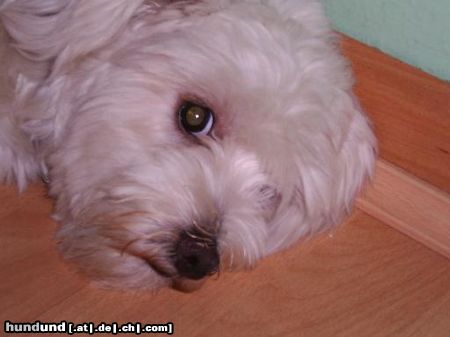 Malteser Hunde Foto 13510 Malteser Baby