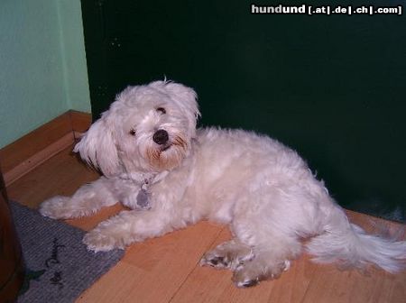 Malteser Hunde Foto 13511 Malteser Baby