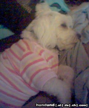 Malteser Hunde Foto 12340 Malteser Mein Baby mit Shirt =)