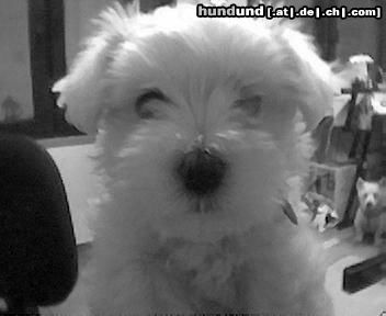Malteser Hunde Foto 6595 Malteser Meine kleine Hexe