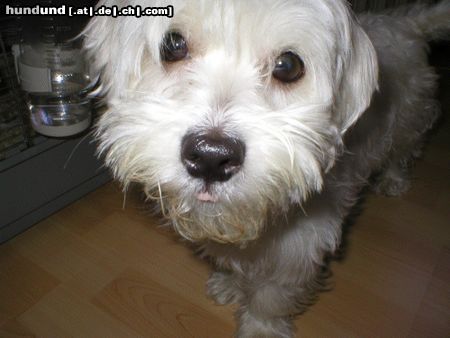 Malteser Hunde Foto 6289 Malteser Beanie