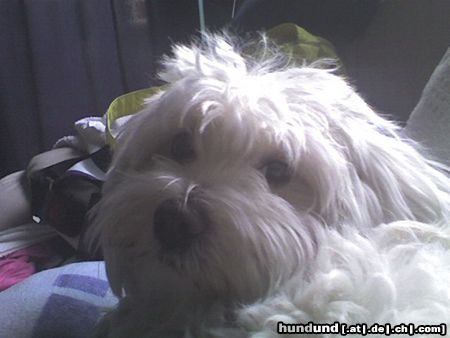 Malteser Hunde Foto 18427 in höherer Auflösung ansehen Malteser mein bebii